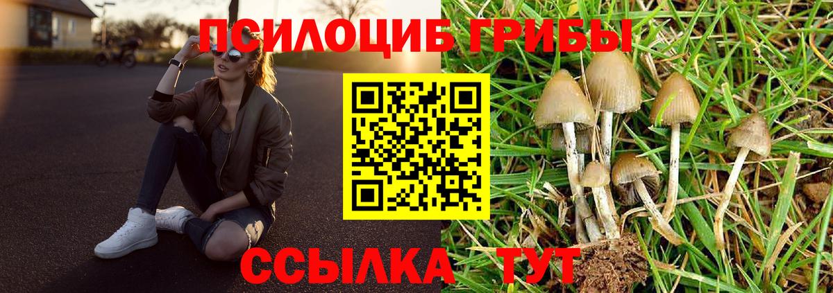 Галлюциногенные грибы Cubensis  Вход с VPN  Псилоцибиновые грибы прущие грибы  Новошахтинск 