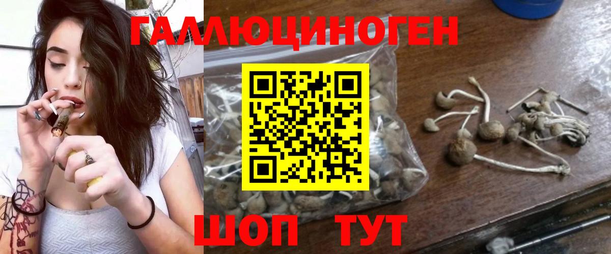 Псилоцибиновые грибы Psilocybe Новошахтинск